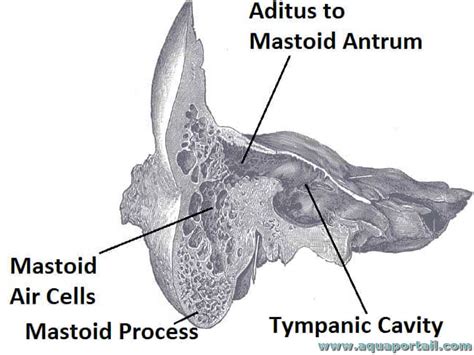 aditus .
